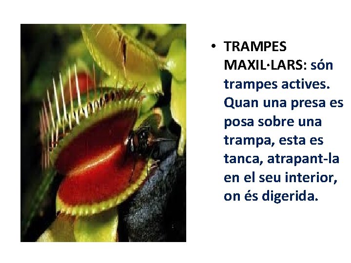  • TRAMPES MAXIL·LARS: són trampes actives. Quan una presa es posa sobre una