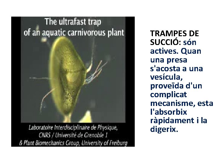 TRAMPES DE SUCCIÓ: són actives. Quan una presa s'acosta a una vesícula, proveïda d'un