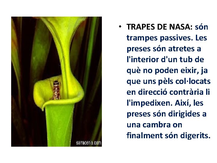  • TRAPES DE NASA: són trampes passives. Les preses són atretes a l'interior
