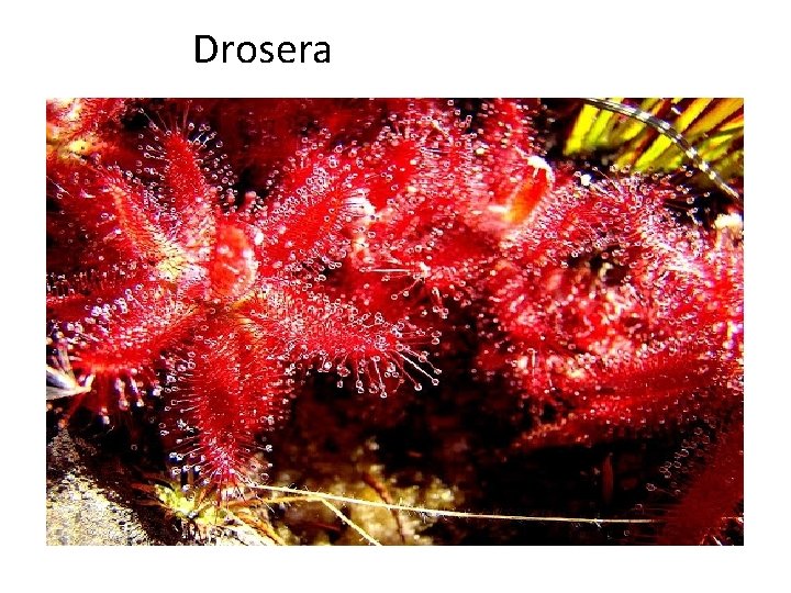 Drosera 