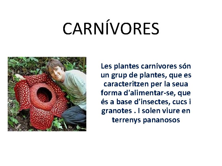 CARNÍVORES Les plantes carnívores són un grup de plantes, que es caracteritzen per la
