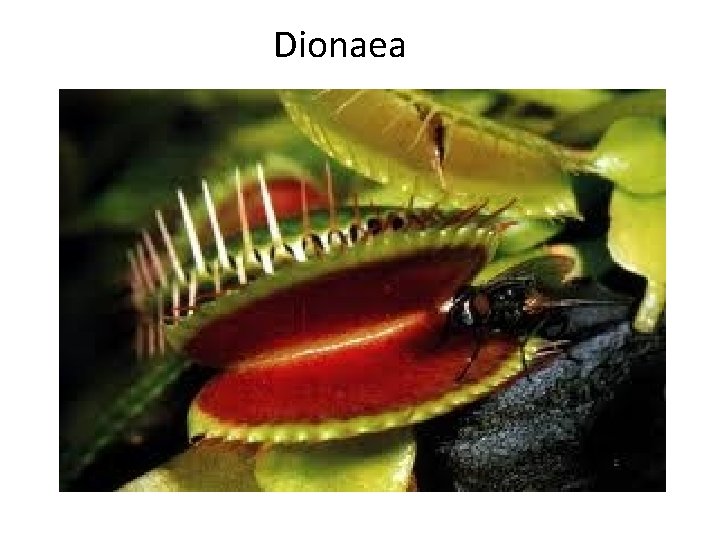 Dionaea 