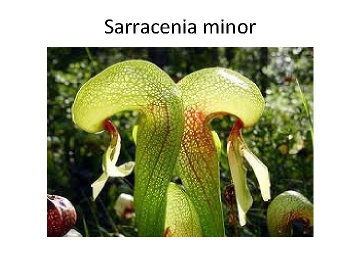 Sarracenia minor 