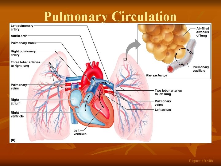 Pulmonary Circulation Figure 19. 18 b 