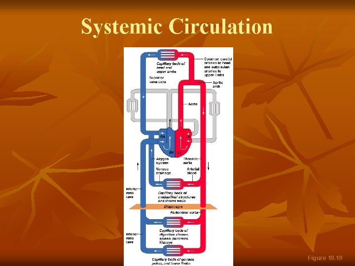 Systemic Circulation Figure 19. 19 