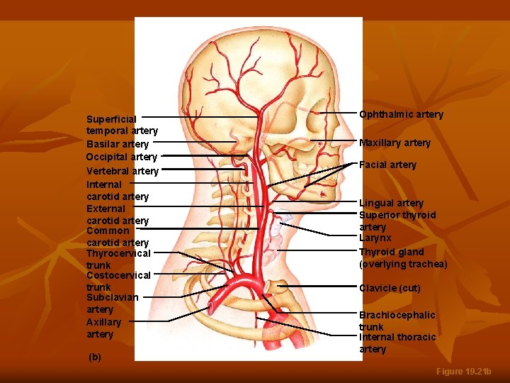 Superficial temporal artery Basilar artery Occipital artery Vertebral artery Internal carotid artery External carotid
