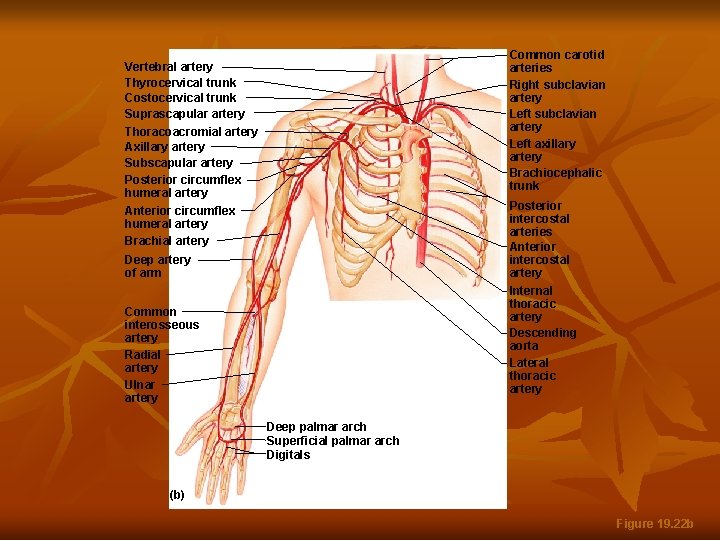 Common carotid arteries Right subclavian artery Left axillary artery Brachiocephalic trunk Vertebral artery Thyrocervical
