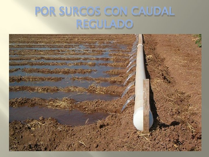 POR SURCOS CON CAUDAL REGULADO 