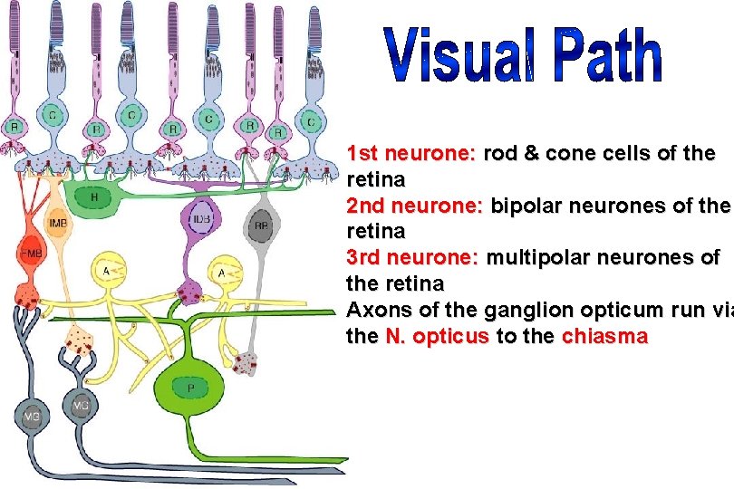 1 st neurone: rod & cone cells of the retina 2 nd neurone: bipolar