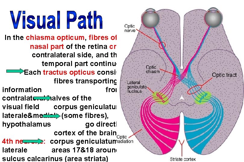 In the chiasma opticum, fibres of the nasal part of the retina cross to