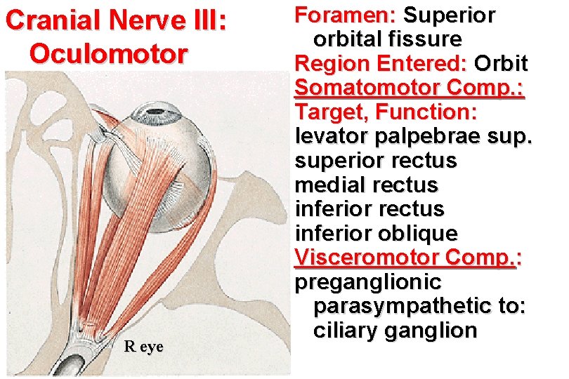 Cranial Nerve III: Oculomotor R eye Foramen: Superior orbital fissure Region Entered: Orbit Somatomotor