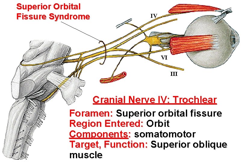Superior Orbital Fissure Syndrome IV VI III Cranial Nerve IV: Trochlear Foramen: Superior orbital