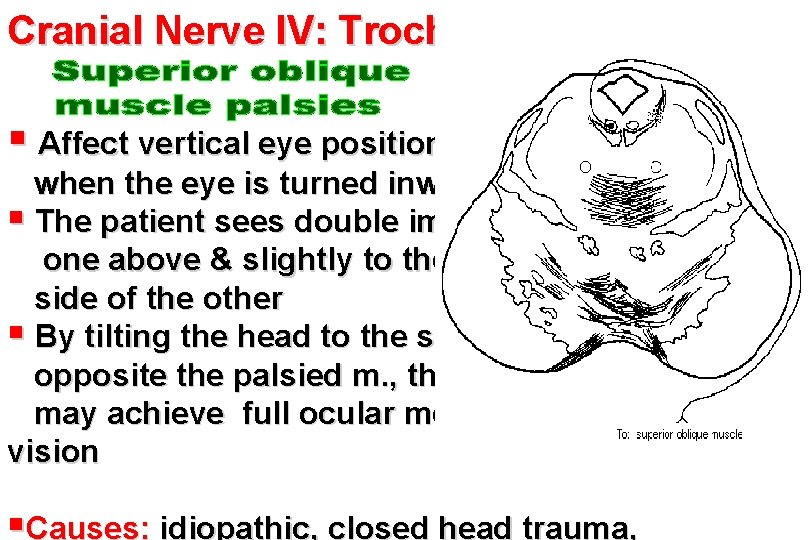 Cranial Nerve IV: Trochlear § Affect vertical eye position when the eye is turned