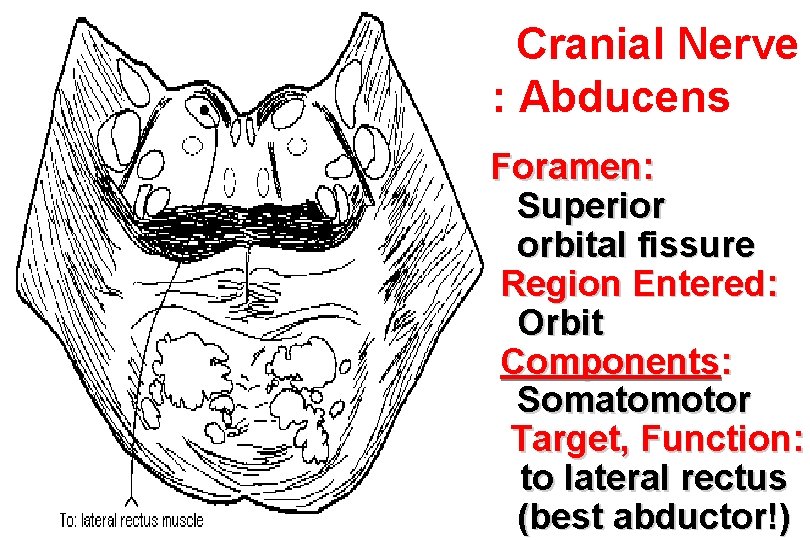 Cranial Nerve VI: Abducens Foramen: Superior orbital fissure Region Entered: Orbit Components: Somatomotor Target,