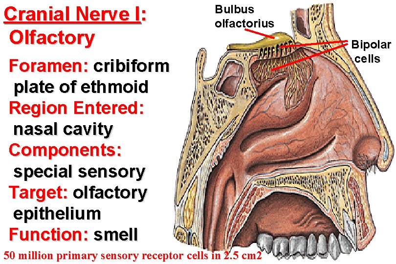 Cranial Nerve I: Olfactory Bulbus olfactorius Foramen: cribiform plate of ethmoid Region Entered: nasal