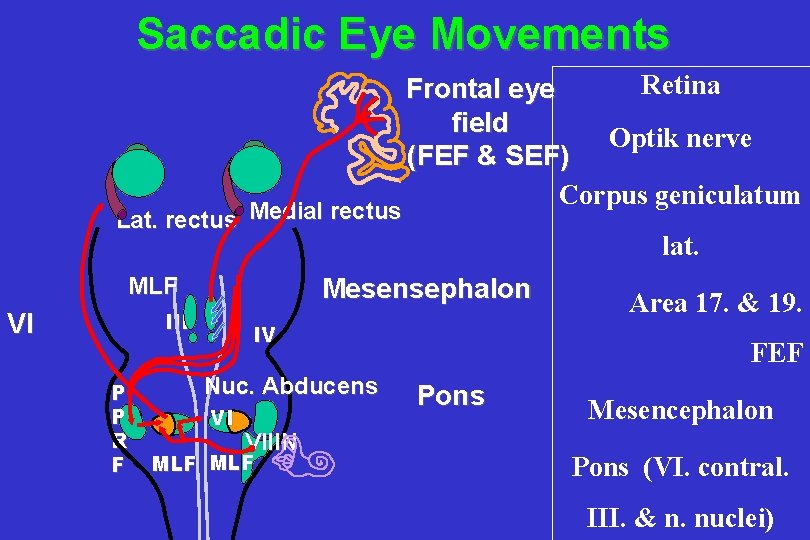 Saccadic Eye Movements Lat. rectus Medial rectus ııı P P R F lat. Mesensephalon