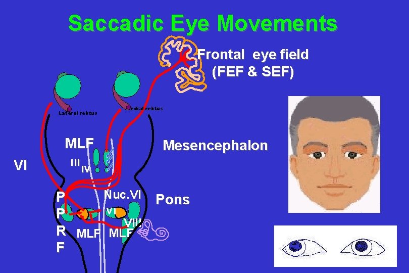 Saccadic Eye Movements Frontal eye field (FEF & SEF) Lateral rektus MLF VI Medial