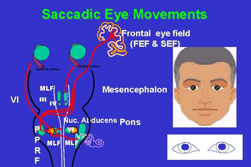 Saccadic Eye Movements Frontal eye field (FEF & SEF) Lateral rektus Medial rektus MLF