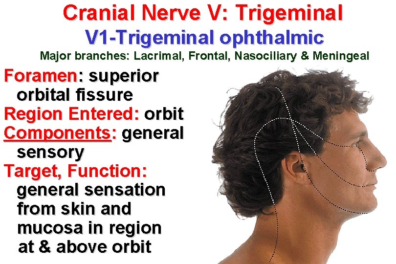 Cranial Nerve V: Trigeminal V 1 -Trigeminal ophthalmic Major branches: Lacrimal, Frontal, Nasociliary &