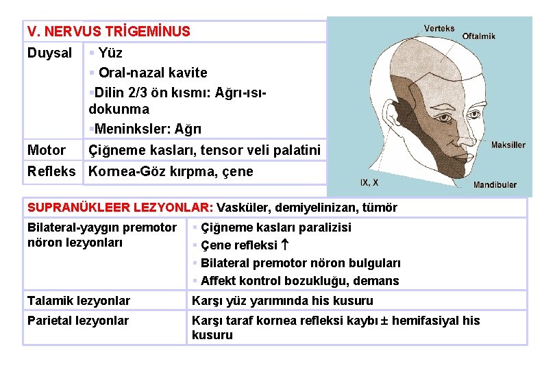 V. NERVUS TRİGEMİNUS Duysal § Yüz § Oral-nazal kavite §Dilin 2/3 ön kısmı: Ağrı-ısıdokunma