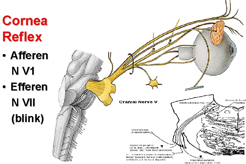Cornea Reflex • Afferent: N V 1 • Efferent: N VII (blink) Ciliary ganglion