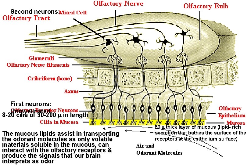 Second neurons: First neurons: Unmyelinated 8 -20 cilia of 30 -200 in length The