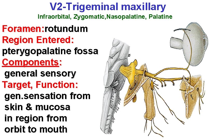 V 2 -Trigeminal maxillary Infraorbital, Zygomatic, Nasopalatine, Palatine Foramen: rotundum Region Entered: pterygopalatine fossa