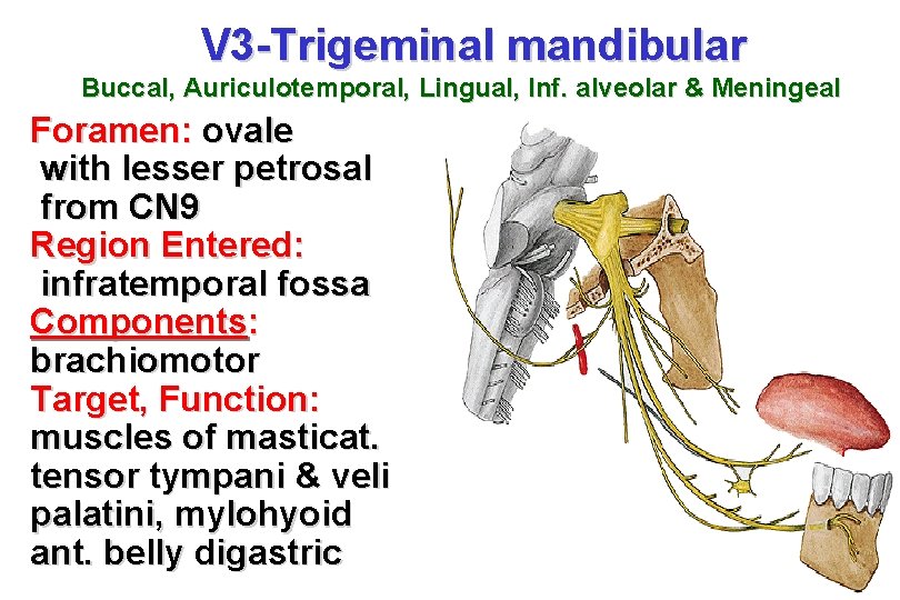 V 3 -Trigeminal mandibular Buccal, Auriculotemporal, Lingual, Inf. alveolar & Meningeal Foramen: ovale with