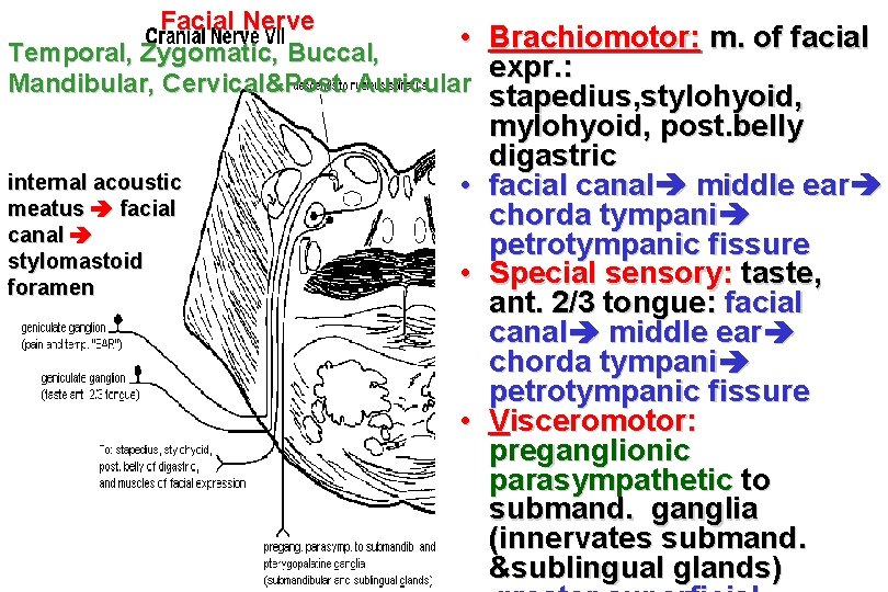 Facial Nerve • Temporal, Zygomatic, Buccal, Mandibular, Cervical&Post. Auricular internal acoustic meatus facial canal