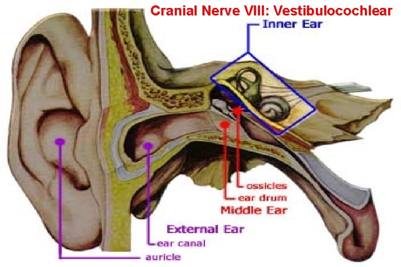 Cranial Nerve VIII: Vestibulocochlear 