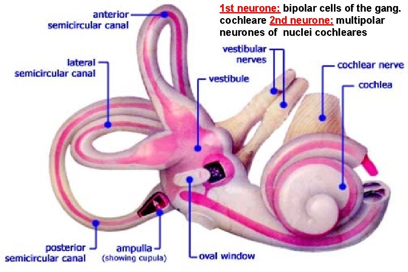 1 st neurone: bipolar cells of the gang. cochleare 2 nd neurone: multipolar neurones