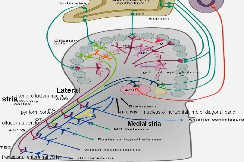 Lateral anterior olfactory nucleus stria pyriform cortex olfactory tubercle transitional entorhinal cortex nucleus of