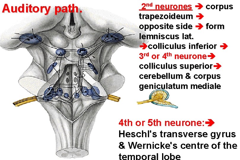 Auditory path. 2 nd neurones corpus trapezoideum opposite side form lemniscus lat. colliculus inferior