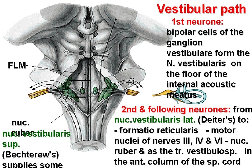 Vestibular path FLM nuc. ruber nuc. vestibularis sup. (Bechterew's) supplies some 1 st neurone: