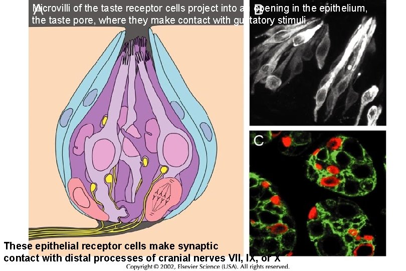 Microvilli of the taste receptor cells project into an opening in the epithelium, the
