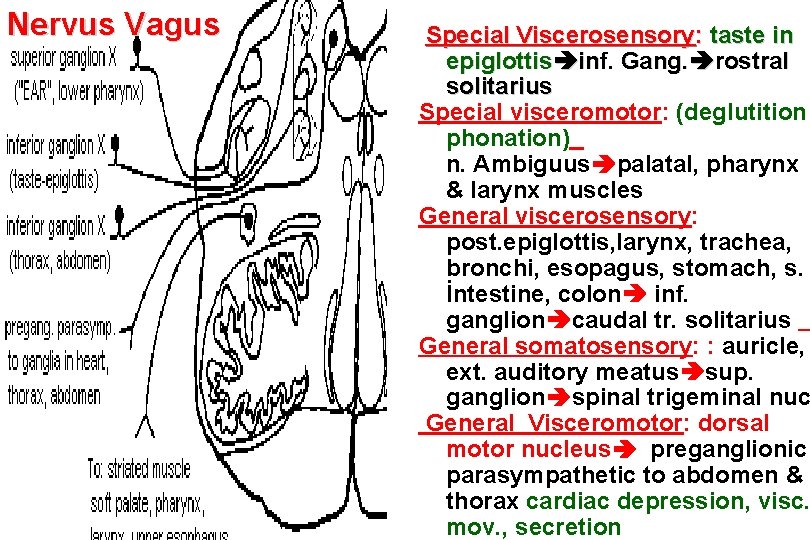 Nervus Vagus Special Viscerosensory: taste in epiglottis inf. Gang. rostral solitarius Special visceromotor: (deglutition