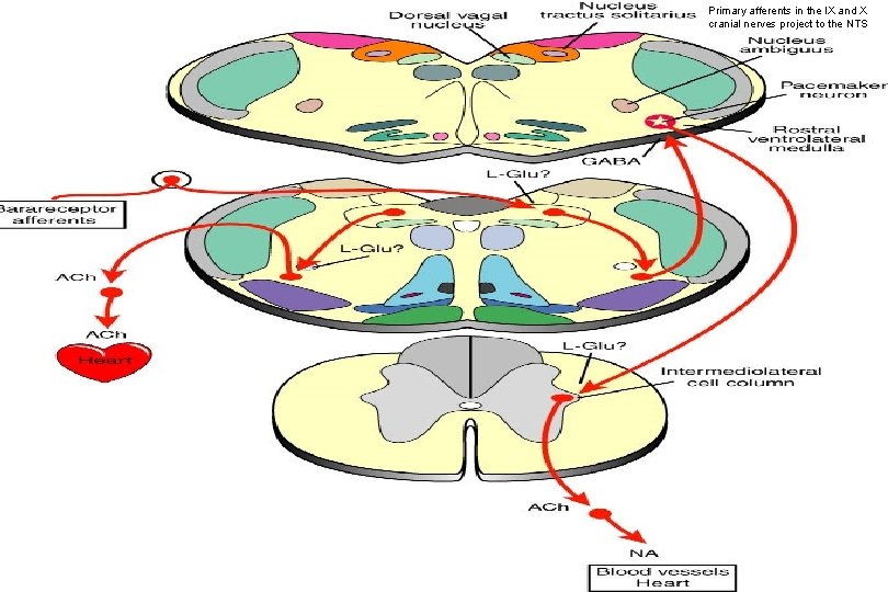 Primary afferents in the IX and X cranial nerves project to the NTS 