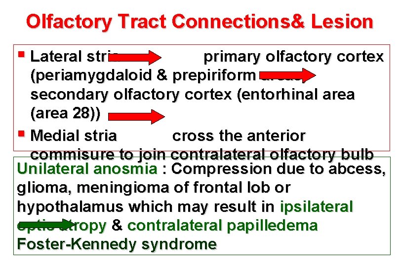 Olfactory Tract Connections& Lesion § Lateral stria primary olfactory cortex (periamygdaloid & prepiriform areas)
