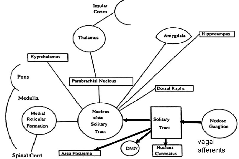 vagal afferents 