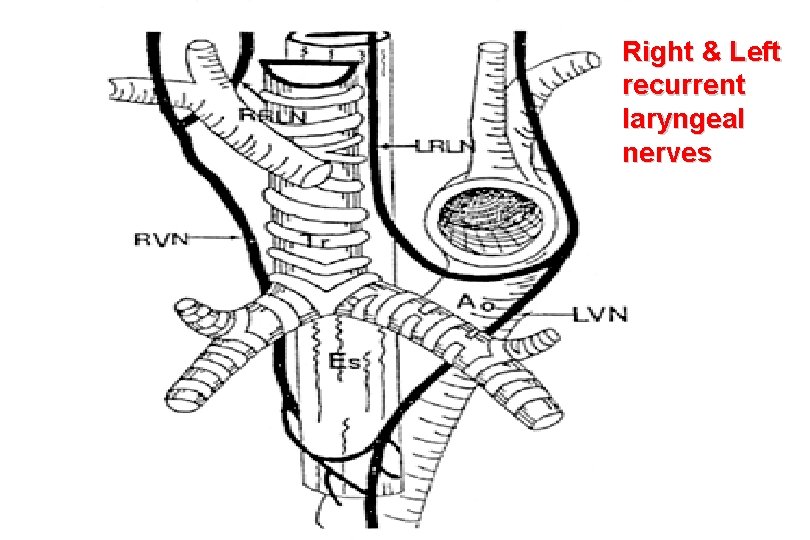 Right & Left recurrent laryngeal nerves 