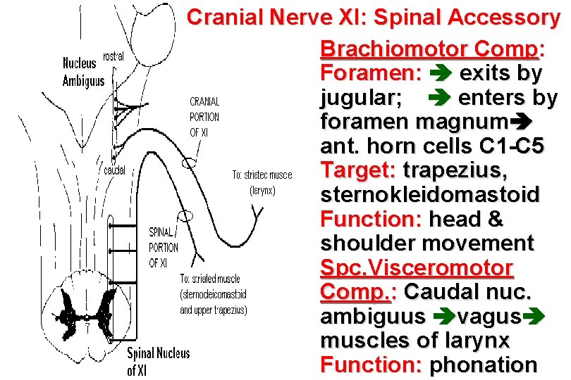 Cranial Nerve XI: Spinal Accessory • Brachiomotor Comp: Foramen: exits by jugular; enters by