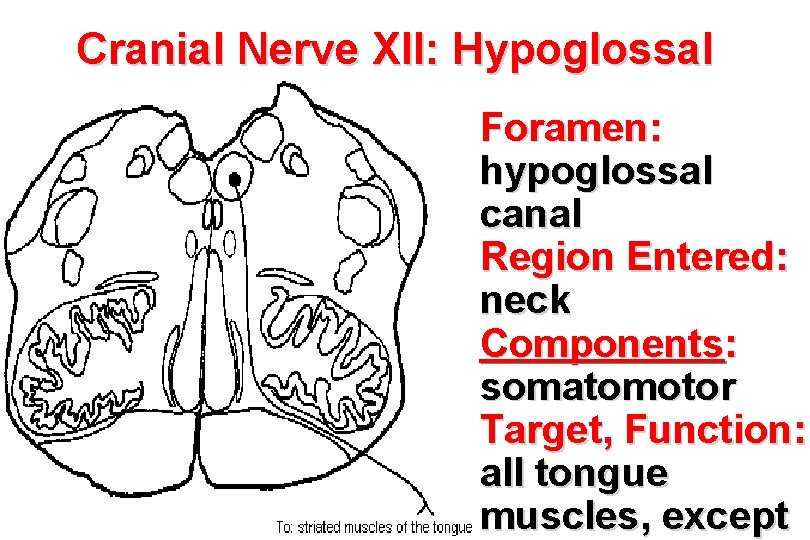 Cranial Nerve XII: Hypoglossal • Foramen: hypoglossal canal • Region Entered: neck • Components: