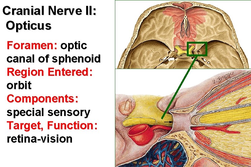 Cranial Nerve II: Opticus Foramen: optic canal of sphenoid Region Entered: orbit Components: special