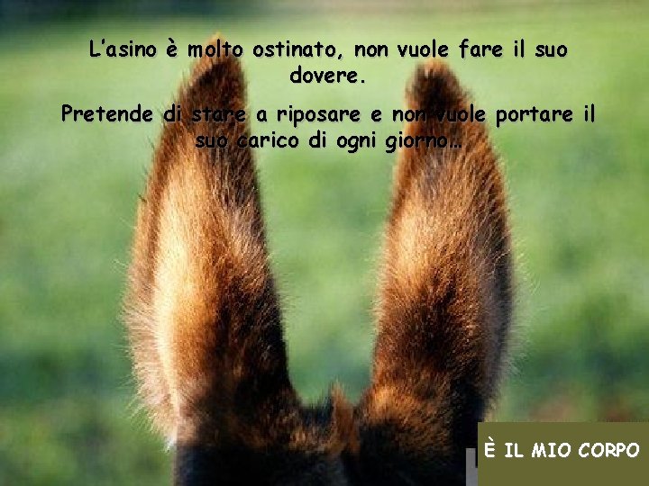 L’asino è molto ostinato, non vuole fare il suo dovere. Pretende di stare a