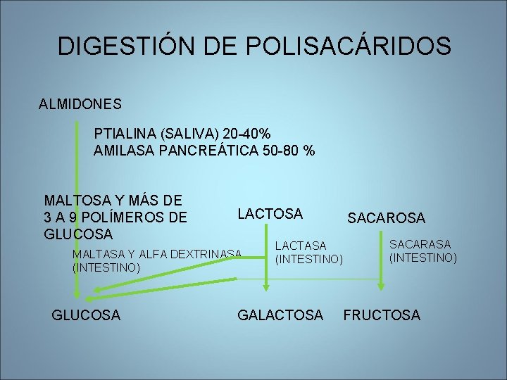 DIGESTIÓN DE POLISACÁRIDOS ALMIDONES PTIALINA (SALIVA) 20 -40% AMILASA PANCREÁTICA 50 -80 % MALTOSA DIGESTIÓN DE POLISACÁRIDOS ALMIDONES PTIALINA (SALIVA) 20 -40% AMILASA PANCREÁTICA 50 -80 % MALTOSA