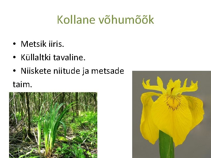 Kollane võhumõõk • Metsik iiris. • Küllaltki tavaline. • Niiskete niitude ja metsade taim.