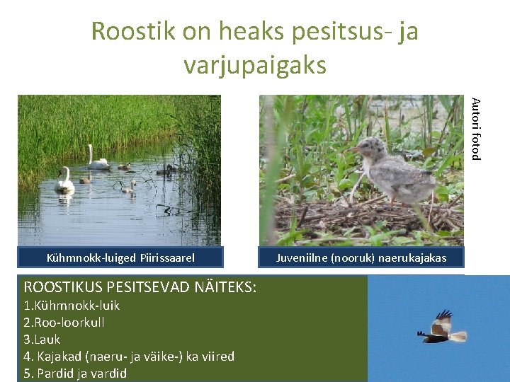 Roostik on heaks pesitsus- ja varjupaigaks Autori fotod Kühmnokk-luiged Piirissaarel ROOSTIKUS PESITSEVAD NÄITEKS: 1.