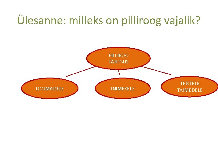 Ülesanne: milleks on pilliroog vajalik? PILLIROO TÄHTSUS LOOMADELE INIMESELE TEISTELE TAIMEDELE 