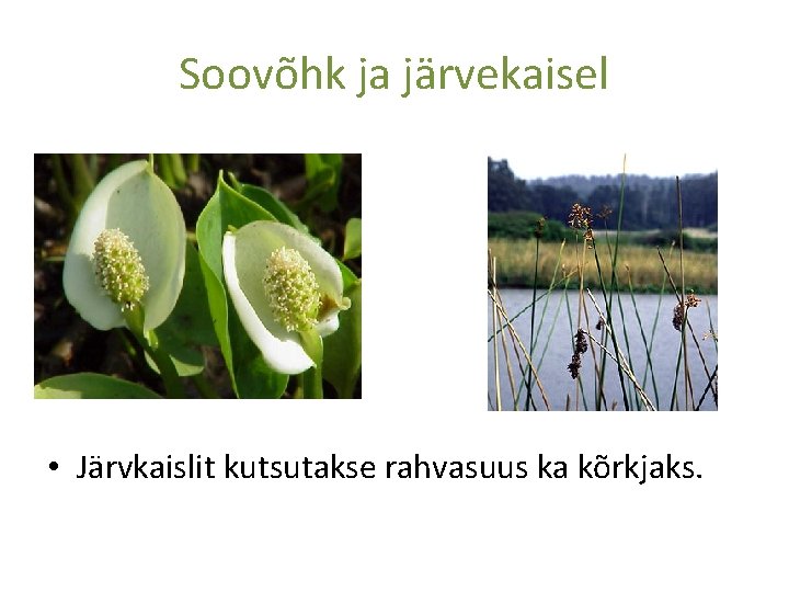 Soovõhk ja järvekaisel • Järvkaislit kutsutakse rahvasuus ka kõrkjaks. 