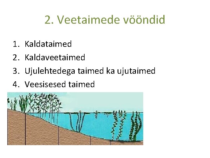 2. Veetaimede vööndid 1. 2. 3. 4. Kaldataimed Kaldaveetaimed Ujulehtedega taimed ka ujutaimed Veesisesed